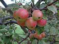 2014-0925-1830_Crab_Apple_18